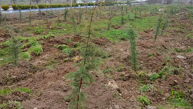 Konya'da Davutoğlu hatıra ormanı oluşturuldu