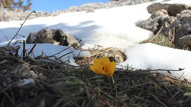 Toroslar'da eriyen karlar arasında çiçekler açtı