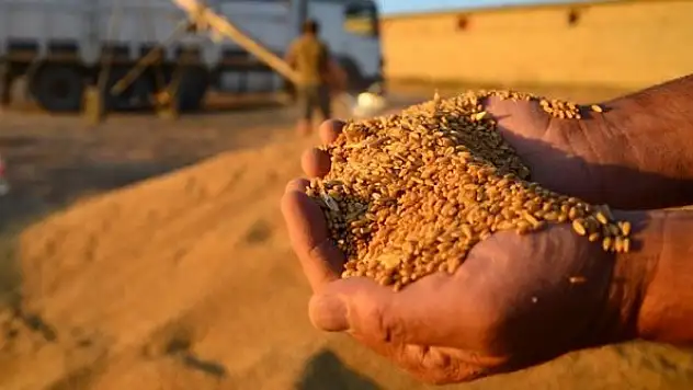 Buğday rekoltesi yüz güldürecek!