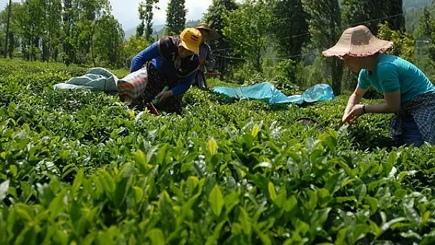 ÇAYKUR üçüncü sürgünde 179 bin ton yaş çay aldı