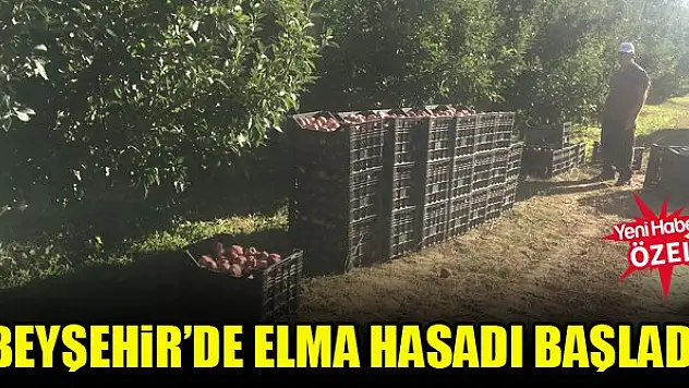 Beyşehir'de elma hasadı başladı