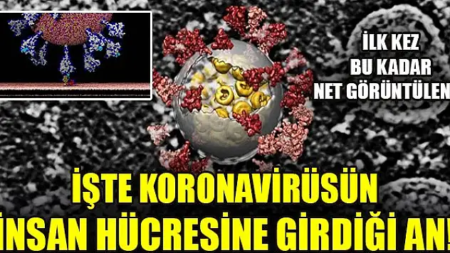 İlk kez bu kadar net görüntülendi... İşte Koronavirüsün insan hücresine girdiği an!