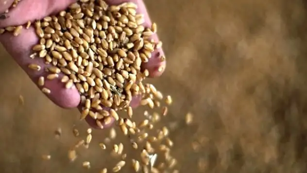 Buğday, arpa ve mısır ithalatında gümrük vergisi sıfırlandı