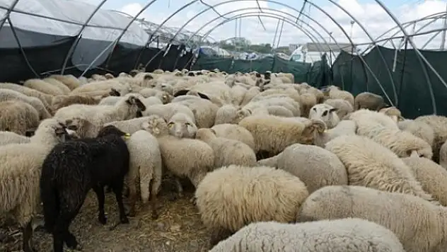 Hayvancılık yatırımlarına ilişkin destek oranları belirlendi