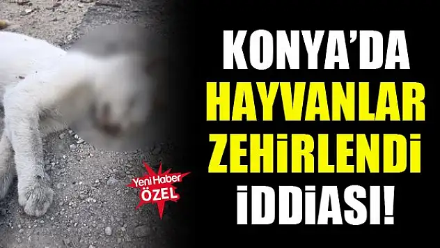 Konya'da hayvanlar zehirlendi iddiası!