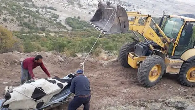 Konya'da kayalıklara düşen gebe ineği belediye ekipleri kurtardı