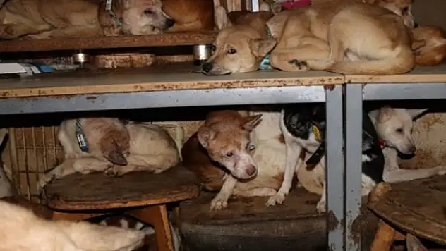 30 metrekarelik evde 164 köpek ile yaşayan aile şikayet edildi