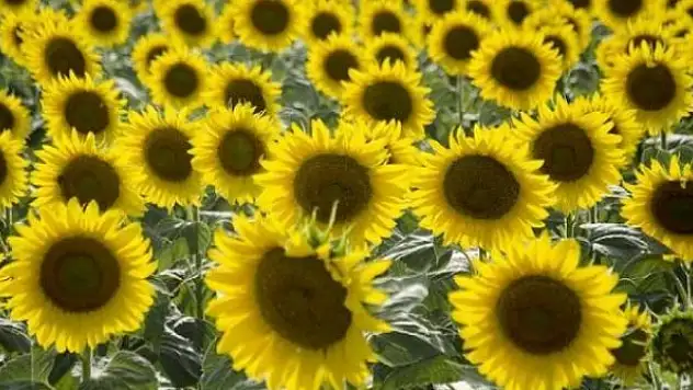 Mercimek ve yağlık ayçiçeği tohumunda gümrük vergileri düşürüldü