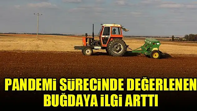 Pandemi sürecinde değerlenen buğdaya ilgi arttı