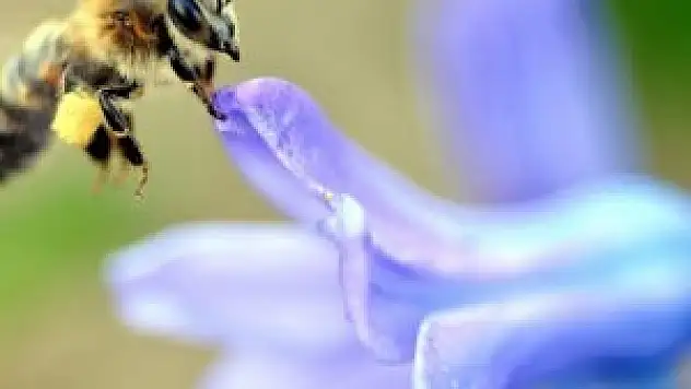 'Arı sokması sanıldığı gibi zararlı değil'