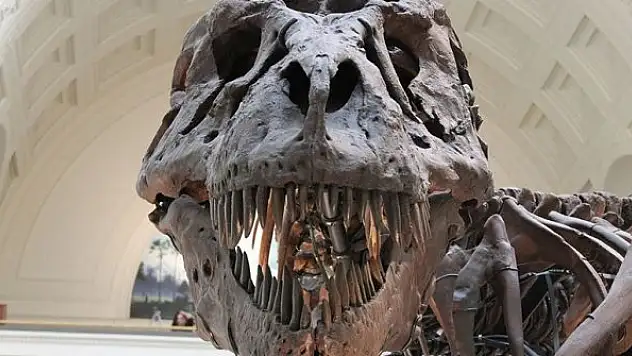 Dinozor nüfusunun Dünya'ya asteroit çarpmadan önce azalmadığı ileri sürüldü
