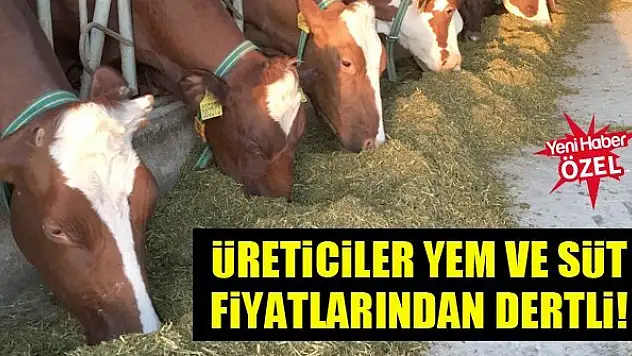 Üreticiler yem ve süt fiyatlarından dertli!