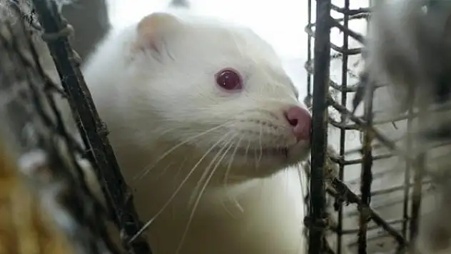 Fransa'da vizonlarda ilk defa koronavirüs görüldü