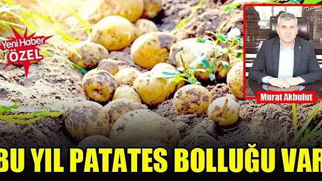 Bu yıl patates bolluğu var