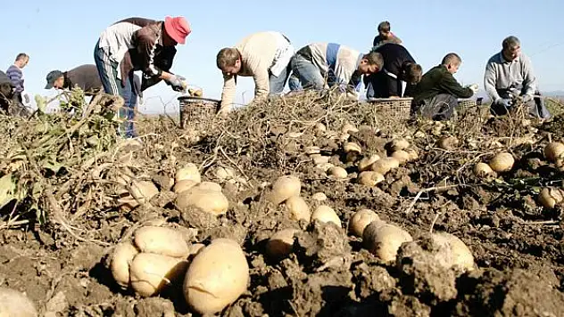 There's an abundance of potatoes this year