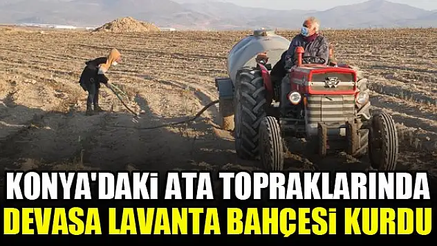 Konya'daki ata topraklarında devasa lavanta bahçesi kurdu