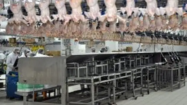 Tavuk eti üretiminde hormon kullanılmıyor