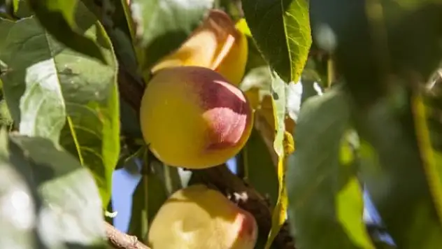 Bitki karantinası tazminat desteği esasları belirlendi