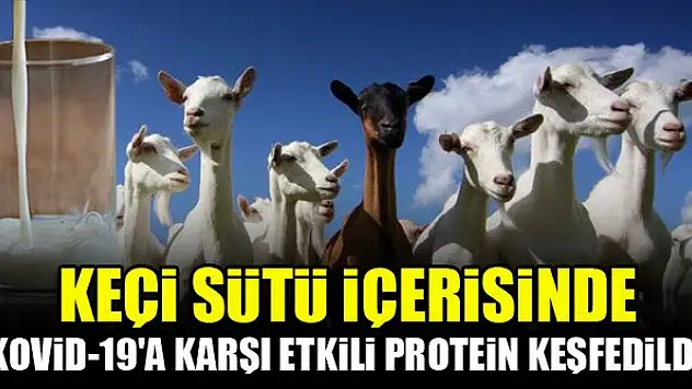 Keçi sütü içerisinde Kovid-19'a karşı etkili protein keşfedildi