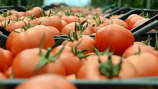 Türkiye'nin domates ihracatı 11 ayda 280 milyon dolara ulaştı