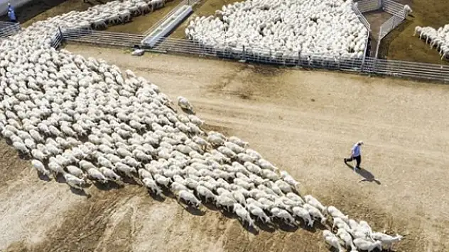 Yerli hayvan tescil listesine 10 hayvan daha eklendi