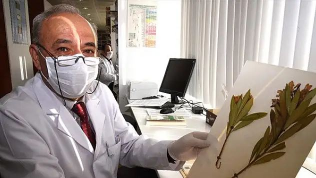Selçuk Üniversitesi Herbaryumu 4 bin 500 bitki türüyle bilimsel çalışmalara katkı sağlıyor