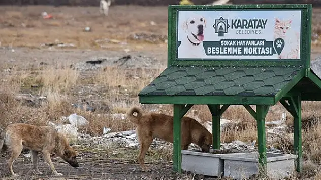 Konya'da 9 yavru köpeğin telef edildiği alana beslenme noktası kuruldu