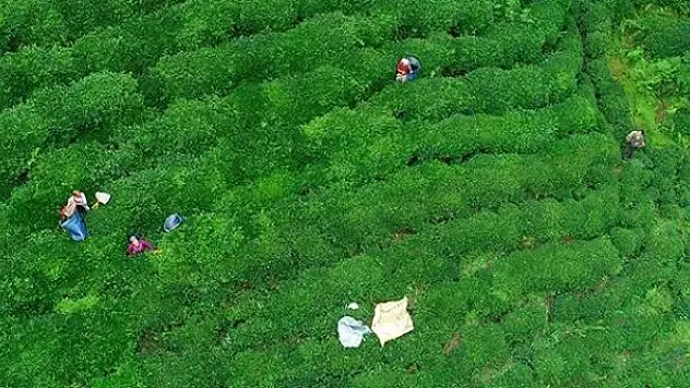 Türk çayından 15 milyon dolar gelir elde edildi