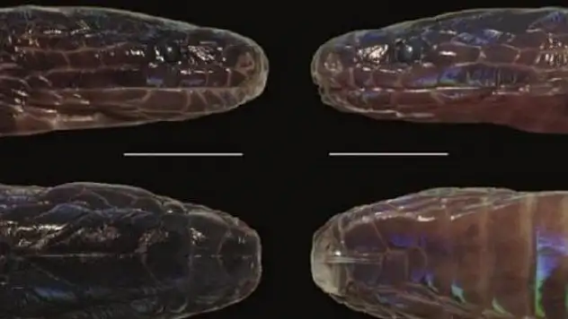 Bilim dünyasını şaşırtan keşif! Tuhaf görünümlü yılan parıl parıl parlıyor