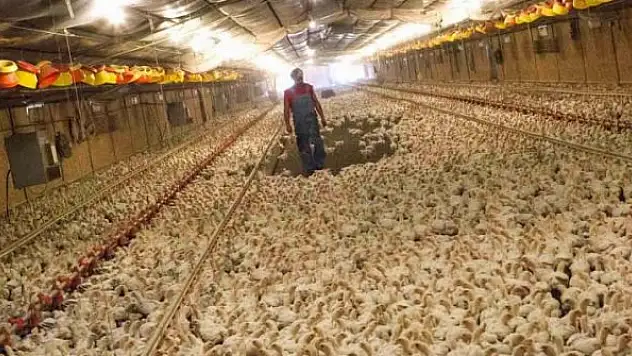 Avrupa ülkesinde alarm: Yüksek derecede bulaşıcı!