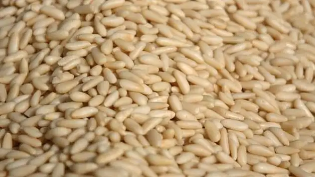 Türkiye'den 38 milyon dolarlık çam fıstığı ihracatı