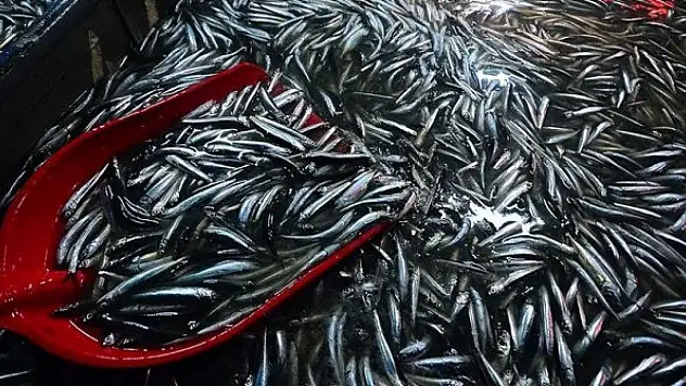 Hamsi bereketi balıkçının yüzünü güldürdü