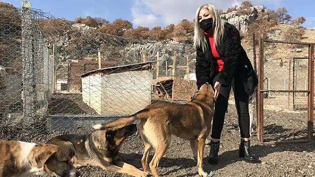 'Evlatlarım' dediği sokak köpeklerine, açtığı barınağında bakıyor