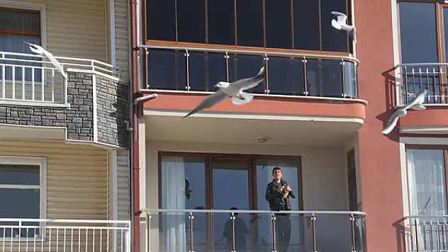 Martı sürülerini evlerinin balkondan ekmek atarak besliyorlar