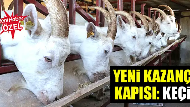 Yeni kazanç kapısı: Keçi