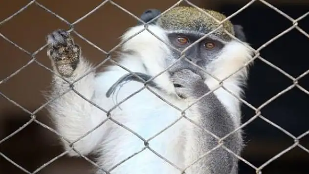 NASA'ya maymun katliamı tepkisi
