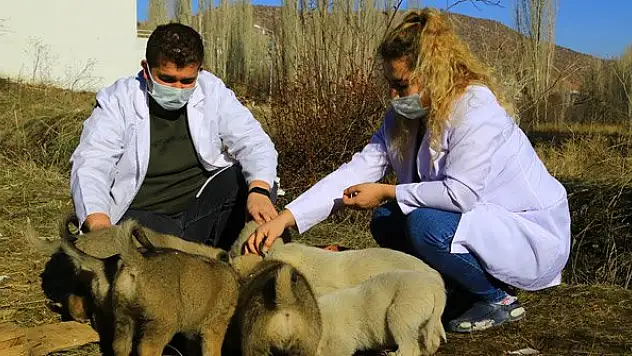 Engelli köpeğe ve 11 yavrusuna 'koronavirüs savaşçıları' sahip çıktı