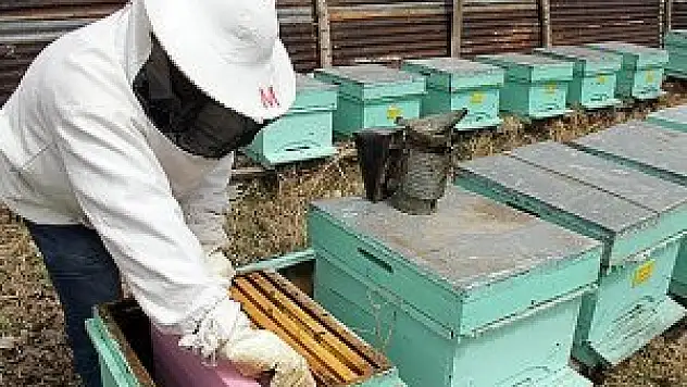 Balda 100 bin ton rekolte beklentisi