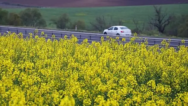 Biyodizel ham maddesi kanolada ekim alanı hızla artıyor