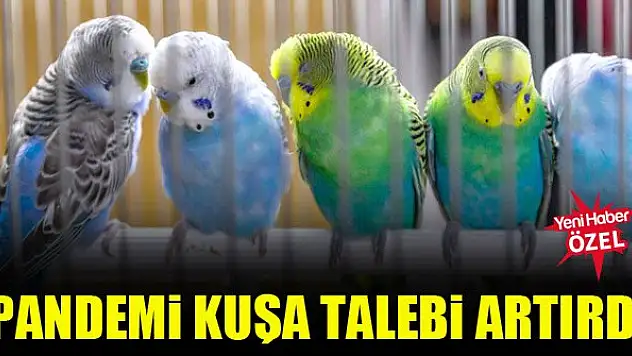 Pandemi kuşa talebi artırdı