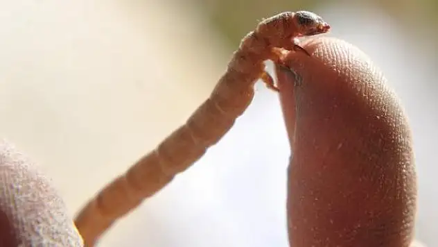 Avrupa Birliği'nden böcek içeren gıdalara yeşil ışık