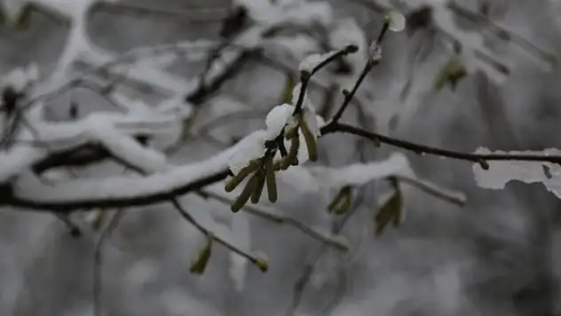 Kar yağışı fındık üreticilerini sevindirdi