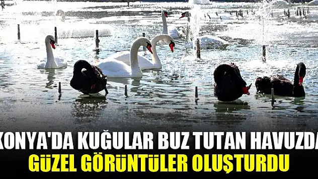 Konya'da kuğular buz tutan havuzda güzel görüntüler oluşturdu