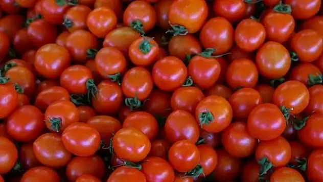 Rusya'nın kota kararı domates üreticilerini sevindirdi