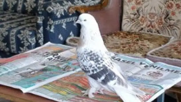 Gücercin rekor fiyata satıldı