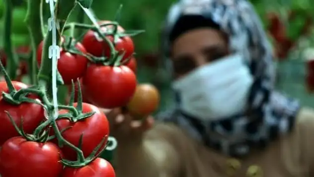 Eksi 40 derecede bile domates üretebiliyorlar