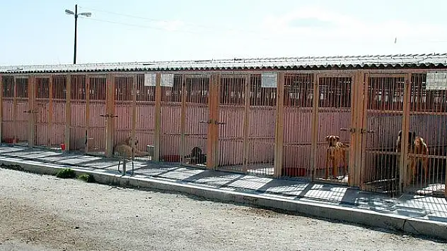Konya Büyükşehir Belediyesi sahipsiz hayvanları unutmuyor