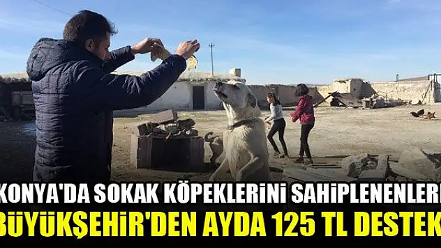 Konya'da sokak köpeklerini sahiplenenlere Büyükşehir'den ayda 125 TL destek!