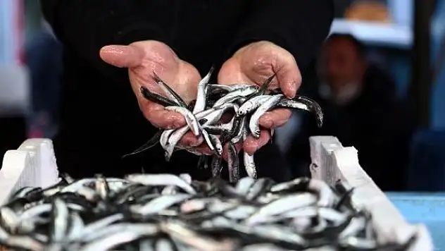 Hamsi avı yasağı 7 Şubat'a uzatıldı