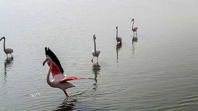 Göçmen kuşların uğrak durağı Çukurova Deltası misafirleriyle 'cıvıl cıvıl' oldu